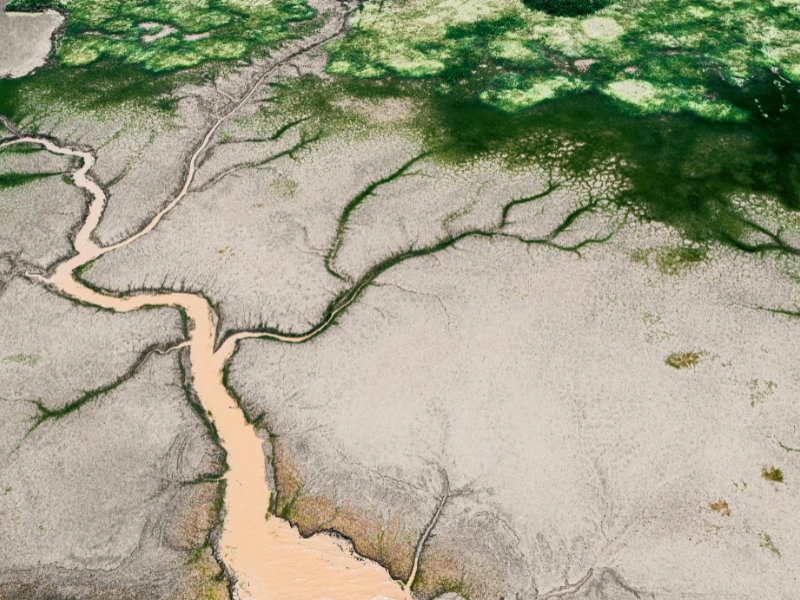 ตะไคร่น้ำ