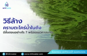 วิธีล้างคราบตะไคร่น้ำในถัง